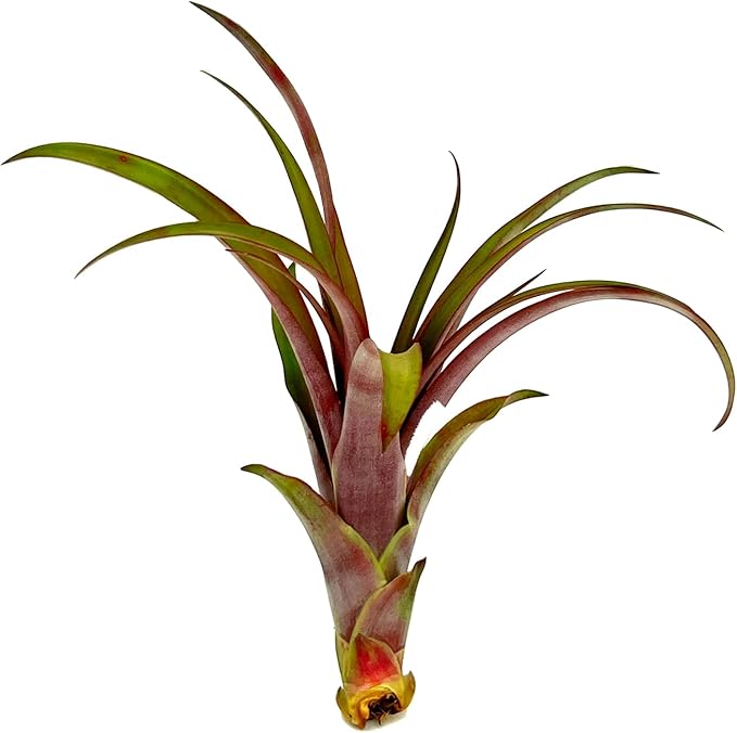 Air Plants - Tillandsia Red Capitata, Large 5-7” - 1ct - Live Arrival Guaranteed - House Plants for Home Decor &amp; Gift