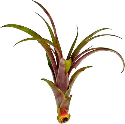 Air Plants - Tillandsia Red Capitata, Large 5-7” - 1ct - Live Arrival Guaranteed - House Plants for Home Decor &amp; Gift