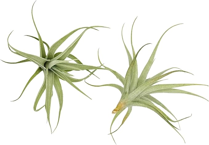 Live Air Plants - Tillandsia Albida 3-5" - 2ct – ragnaroc Live Indoor Plant - Live Arrival Guaranteed - House Plants for Home Decor &amp; Gift