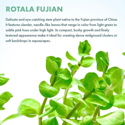 Live Plants - Fujian Rotala (Rotala Fujian) - Medium to High Light, Light Green to Pinkish-Red Accent Freshwater Aquatic Stem Plant, Midground to Background Placement - Pot, 4 Pack