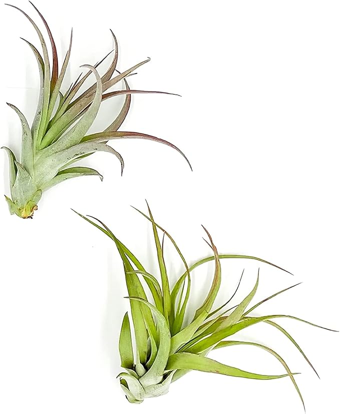 Air Plants - Tillandsia Brachycaulos Multiflora, Jumbo 5-7" - 2 ct - Live Arrival Guaranteed - House Plants for Home Decor &amp; Gift