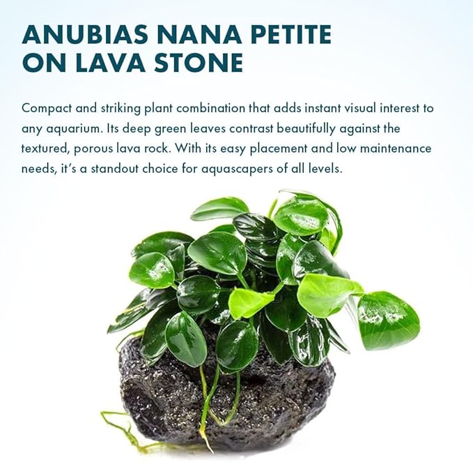 Live Plants – Anubias Nana Petite (Anubias barteri VAR. Nana &