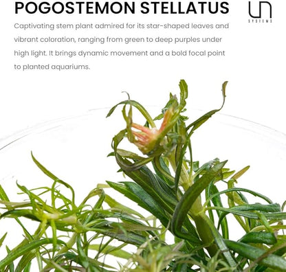 Ultum Nature Systems Live Tissue Culture - Pogostemon Stellatus &