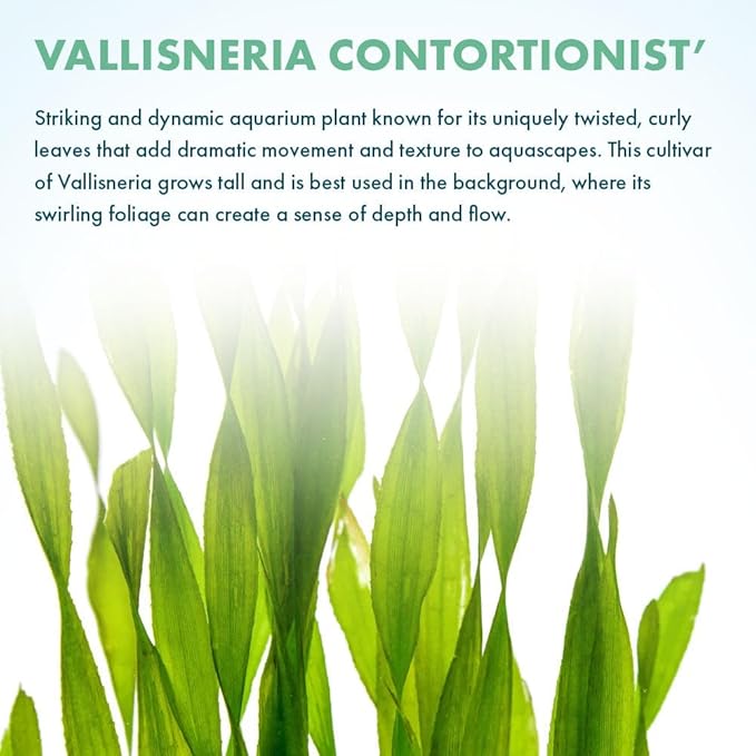 Live Plant - Tall Grass, Corkscrew Vallisneria (Vallisneria Americana &