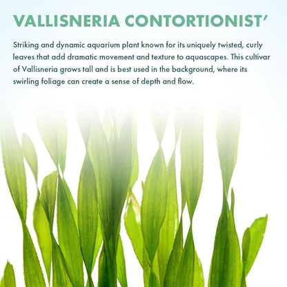 Live Plant - Tall Grass, Corkscrew Vallisneria (Vallisneria Americana &