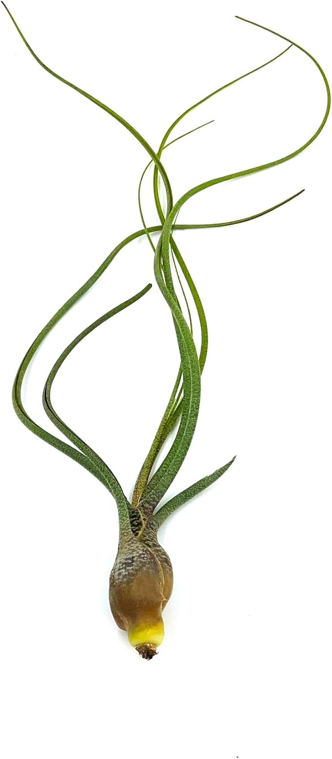 Live Air Plants - Tillandsia Butzii, Jumbo 7-9" - 1ct - Live Arrival Guaranteed - House Plants for Home Decor &amp; Gift