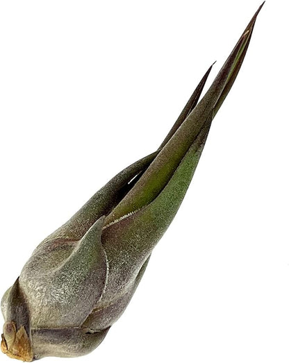 Air Plants - Tillandsia Seleriana, Large 4-6" - 1ct - Live Arrival Guaranteed - House Plants for Home Decor &amp; Gift