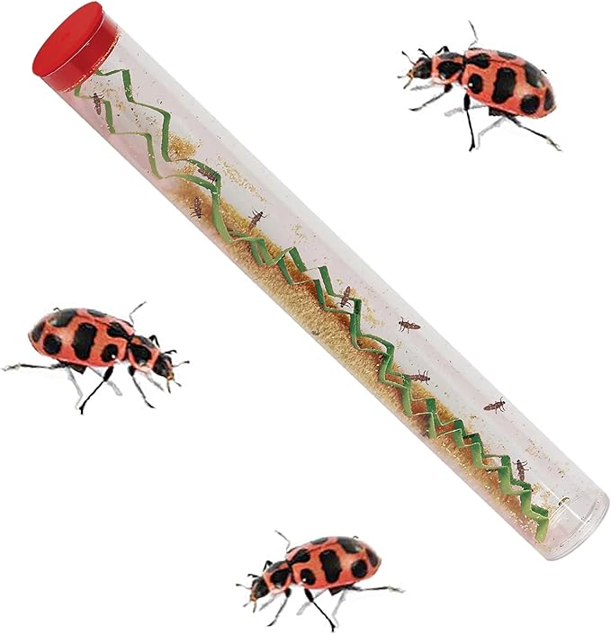 Insect Lore Bug Camp Bundle | Butterfly Kit with 1 Cup Live Caterpillars | Ladybug Land with 1 Tube Live Larvae | Ant Mountain with 1 Tube Live Western Harvester Ants | Life Cycle Figurines &amp; More