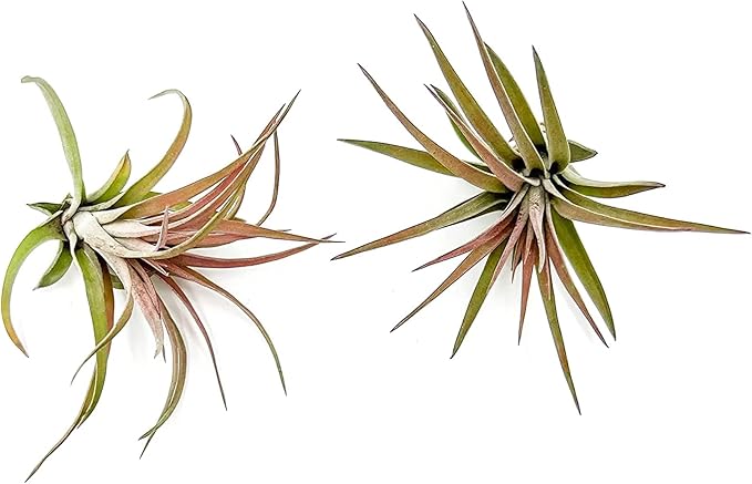 Air Plants - Tillandsia Brachycaulos Abdita, Large 4-6" - 2 ct - Live Arrival Guaranteed - House Plants for Home Decor &amp; Gift