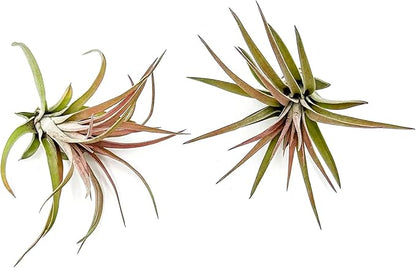 Air Plants - Tillandsia Brachycaulos Abdita, Large 4-6" - 2 ct - Live Arrival Guaranteed - House Plants for Home Decor &amp; Gift