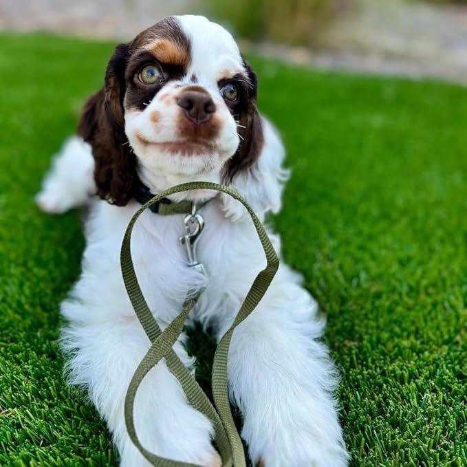 Blueberry Pet Essentials Medium Dog Collar in Military Green | Adjustable &amp; Eco-Friendly Durable Nylon Strap | Classic Collar for Medium Dogs, Boy &amp; Girl Pets