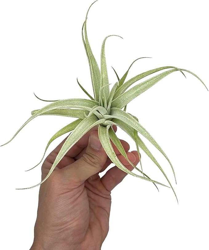 Live Air Plants - Tillandsia Albida 3-5" - 3ct – ragnaroc Live Indoor Plant - Live Arrival Guaranteed - House Plants for Home Decor &amp; Gift