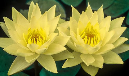 Live Hardy Water Lily Tubers Rhizomes Bulb Seed Nymphaea Aquatic Pond Plants Water Gardens Pre-Grown Flower in White Pink Red Yellow Orange Blue Purple (1, Yellow Hardy Pond Lily)