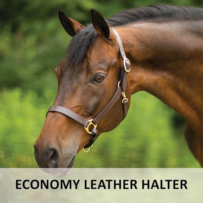 Dura-Tech Premier Lancaster Leather Halter for Horses | Simple Economy Leather Halter with Adjustable Fit &amp; Solid Brass Hardware