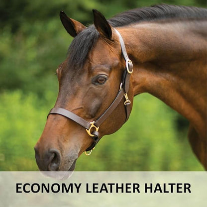 Dura-Tech Premier Lancaster Leather Halter for Horses | Simple Economy Leather Halter with Adjustable Fit &amp; Solid Brass Hardware