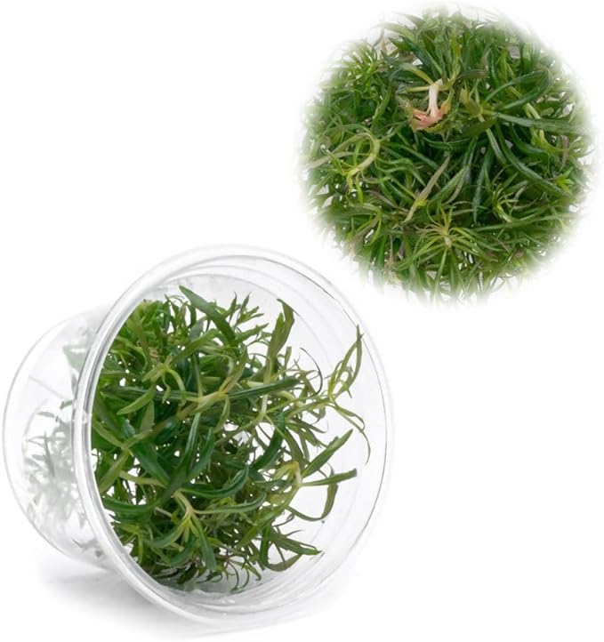 Ultum Nature Systems Live Tissue Culture - Pogostemon Stellatus &