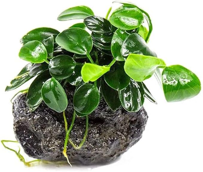 Live Plants – Anubias Nana Petite (Anubias barteri VAR. Nana &