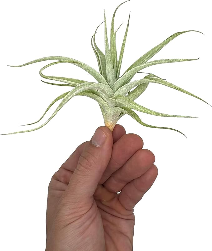 Live Air Plants - Tillandsia Albida 3-5" - 2ct – ragnaroc Live Indoor Plant - Live Arrival Guaranteed - House Plants for Home Decor &amp; Gift