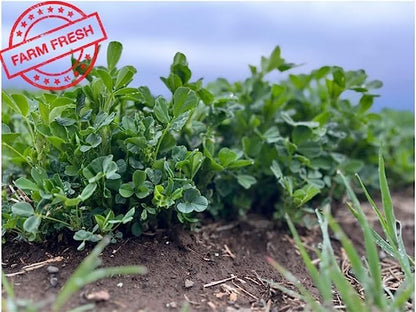 Bunny Honey Organic Alfalfa Hay for Guinea Pigs 12 lb Dim wt/5 lb High-Protein &amp; Calcium, Supports Growth &amp; Dental Health, Fresh &amp; Nutritious