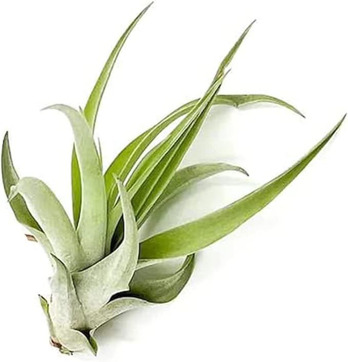 Air Plants - Tillandsia Capitata (Peach), Large 5-7” - 2 ct - Live Arrival Guaranteed - House Plants for Home Decor &amp; Gift
