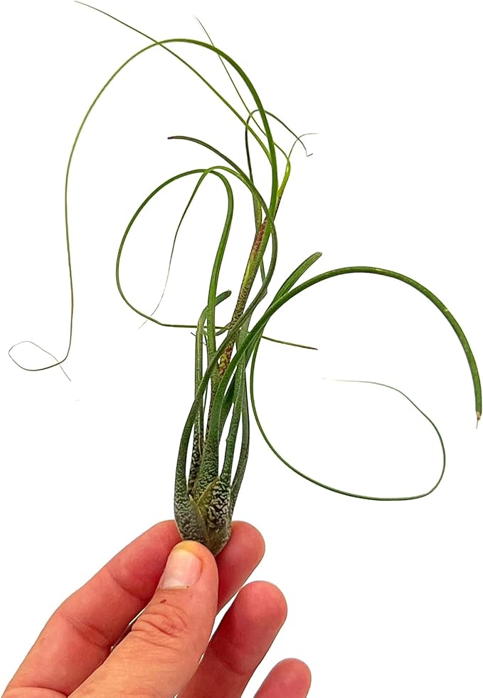 Live Air Plants - Tillandsia Butzii, Jumbo 7-9" - 5ct - Live Arrival Guaranteed - House Plants for Home Decor &amp; Gift