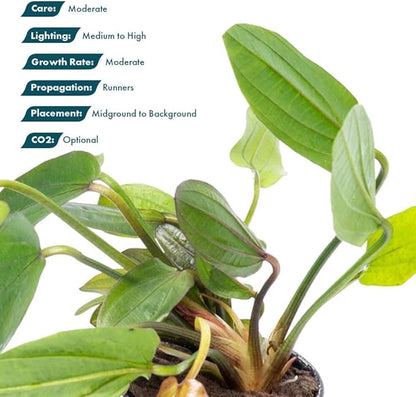 Live Plants - Echinodorus ‘Horizontalis Variegated’ - Moderate to High Light, Green Variegated Accent, Midground to Background, Freshwater Aquatic Plant - Pot