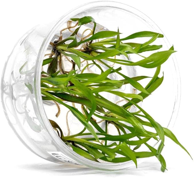 UNS Snail Free TC Jwala Crypt (Cryptocoryne spiralis &