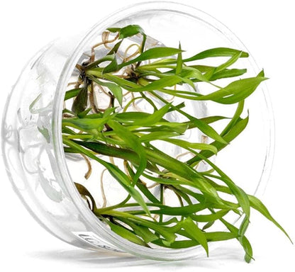 UNS Snail Free TC Jwala Crypt (Cryptocoryne spiralis &