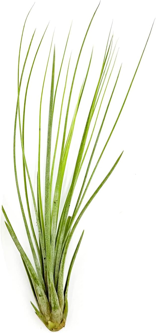 Air Plants - Tillandsia Juncea, Jumbo 8-12" - 1ct - Live Arrival Guaranteed - House Plants for Home Decor &amp; Gift