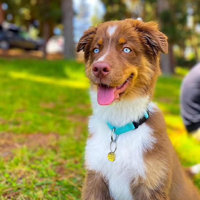Blueberry Pet Essentials Large Dog Collar in Turquoise | Adjustable &amp; Eco-Friendly Durable Nylon Strap | Classic Collar for Large Dogs, Boy &amp; Girl Pets