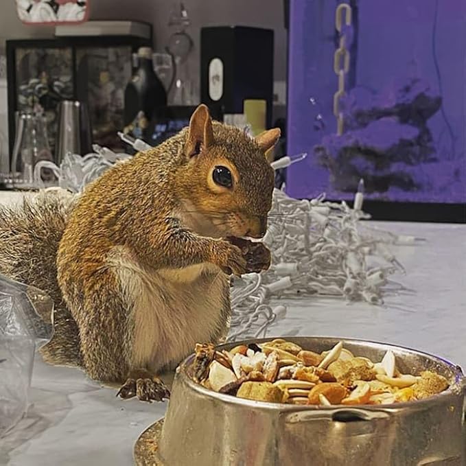 Squirrel Complete (1.75 lb.) - Healthy Natural Food - Nutritionally Complete Diet for Pet &amp; Captive Squirrels - Ground, Grey, and Flying Squirrels, &amp; Chipmunks