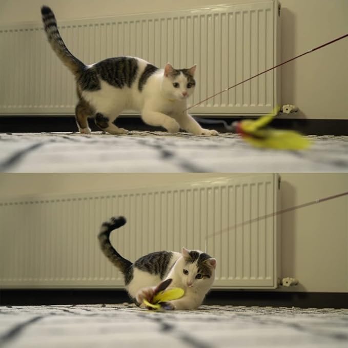 11PCS Cat Feather Toys Refills, 10PCS Feathers and 1PC String, Interactive Cat Wand Toy Replacement for Bored Indoor Adult Cats &amp; Kittens