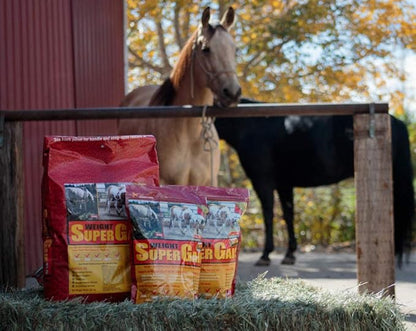 Super Weight Gain 40 lb, Equine Vitamin Mineral, Probiotic &amp; Weight Gain Supplement