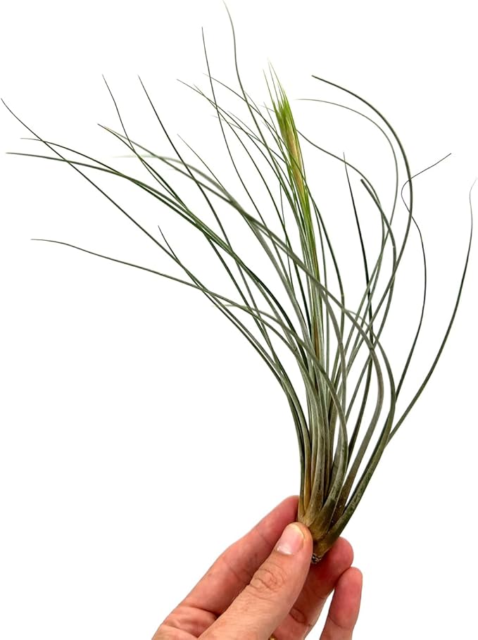 Air Plants - Tillandsia Juncea, Jumbo 8-12" - 2ct - Live Arrival Guaranteed - House Plants for Home Decor &amp; Gift