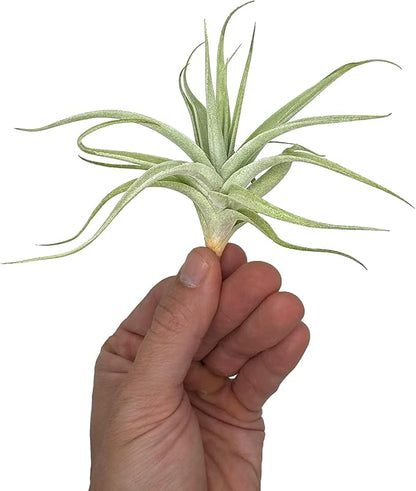 Live Air Plants - Tillandsia Albida 3-5" - 1ct – ragnaroc Live Indoor Plant - Live Arrival Guaranteed - House Plants for Home Decor &amp; Gift