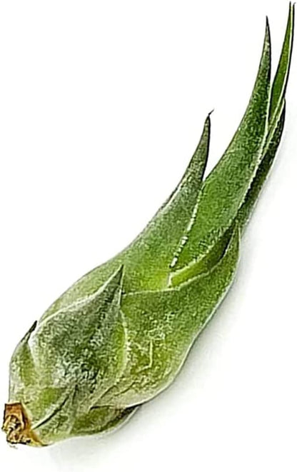 Air Plants - Tillandsia Seleriana, Large 4-6" - 1ct - Live Arrival Guaranteed - House Plants for Home Decor &amp; Gift