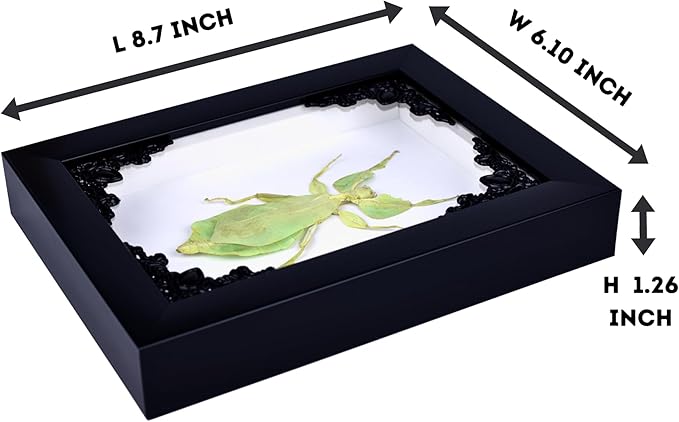 Tarantula or Leaf Insect in Gothic Shadow Box Frame | Mexican Gothic Taxidermy | Witch &amp; Halloween Décor for Bedroom | Goth Home Décor (Leaf Insect)