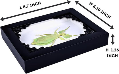Tarantula or Leaf Insect in Gothic Shadow Box Frame | Mexican Gothic Taxidermy | Witch &amp; Halloween Décor for Bedroom | Goth Home Décor (Leaf Insect)