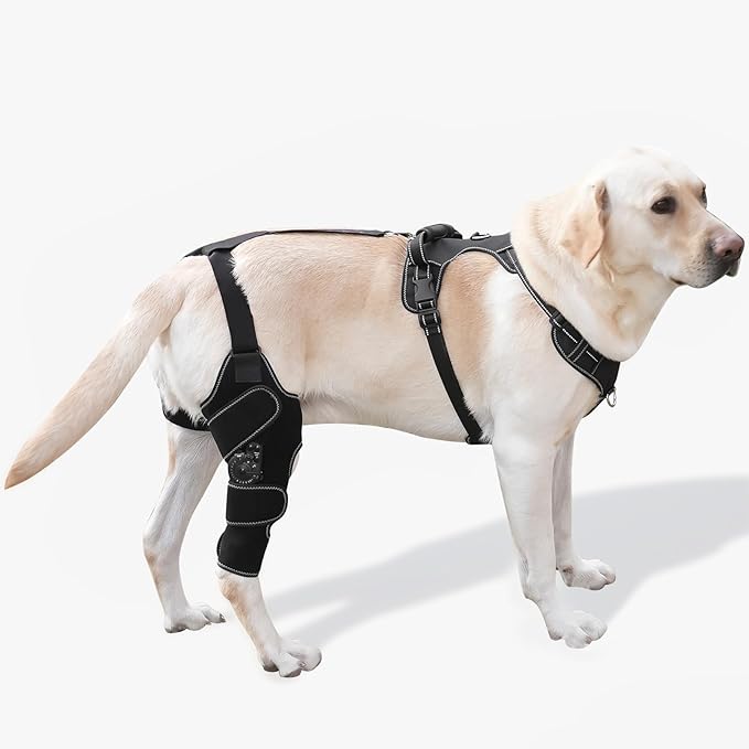 Dog Knee Brace with Adjustable Support – ACL &amp; CCL Tear Recovery, Post-Surgery Stabilization, Mobility Aid for Rear Legs – Includes Secure Chest Harness for Dogs(Right,M)