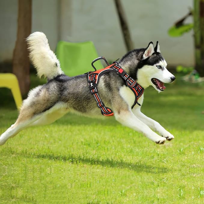 PoyPet No Pull Dog Harness, No Choke Front Clip Reflective Dog Vest with Soft Padded Vertical Handle, 3 Leash Attachments for Small Medium Large Dogs (Orange,S)