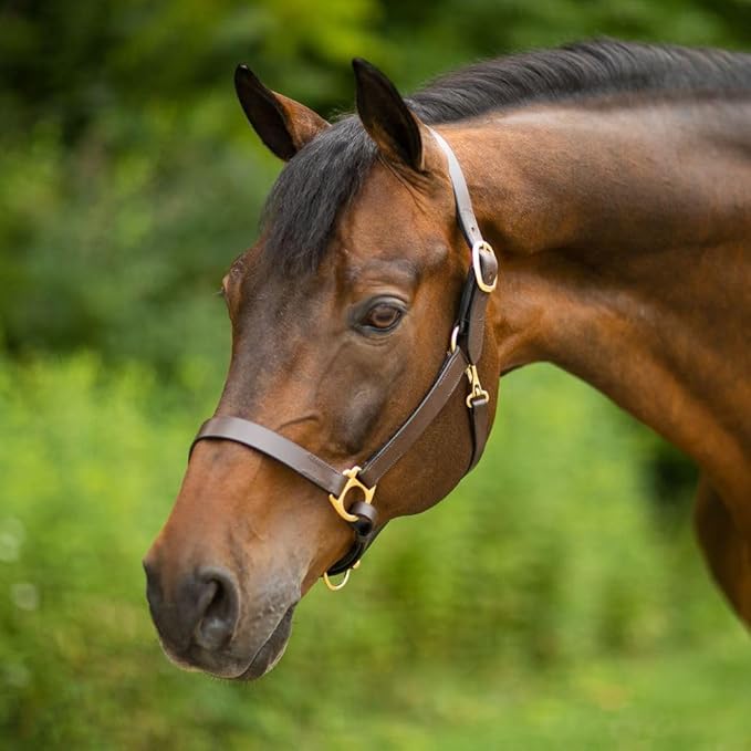 Dura-Tech Premier Lancaster Leather Halter for Horses | Simple Economy Leather Halter with Adjustable Fit &amp; Solid Brass Hardware
