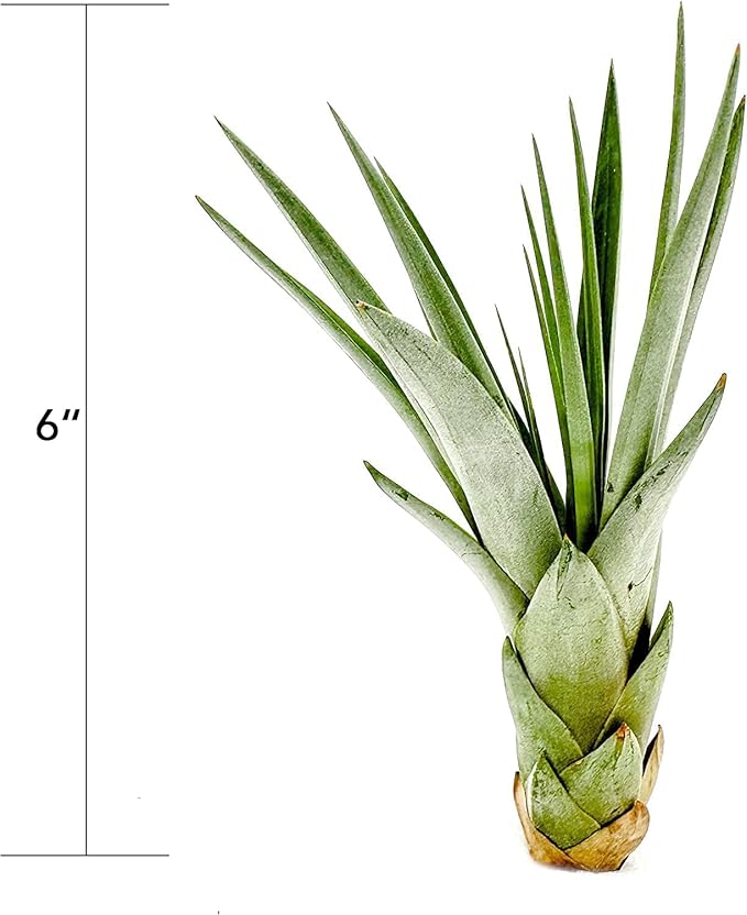 Air Plants - Tillandsia Fasciculata Tricolor, Large 4-6" - 1ct - Live Arrival Guaranteed - House Plants for Home Decor &amp; Gift