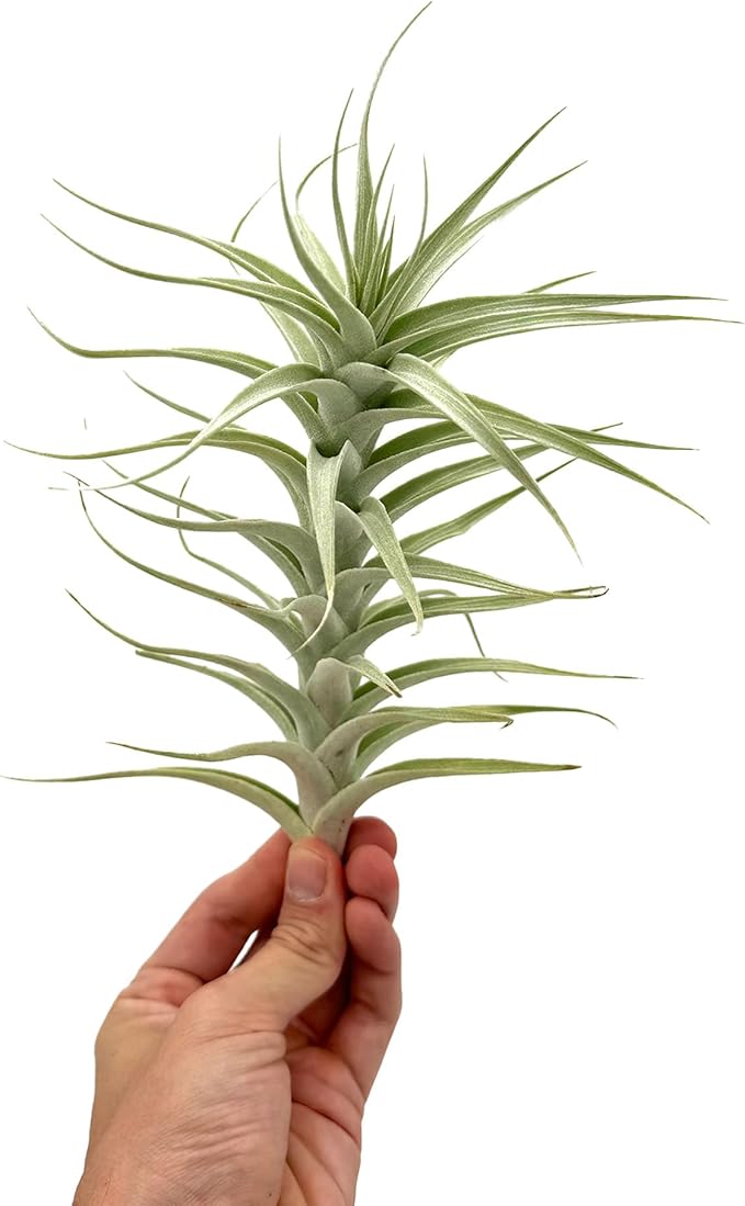Live Air Plants - Tillandsia Albida 7-12" - 5ct – ragnaroc Live Indoor Plant - Live Arrival Guaranteed - House Plants for Home Decor &amp; Gift