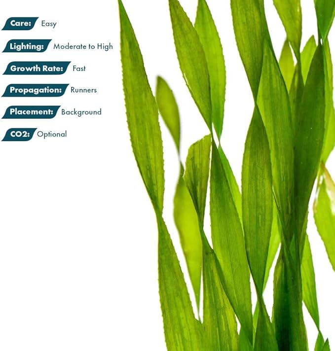 Live Plant - Tall Grass, Corkscrew Vallisneria (Vallisneria Americana &