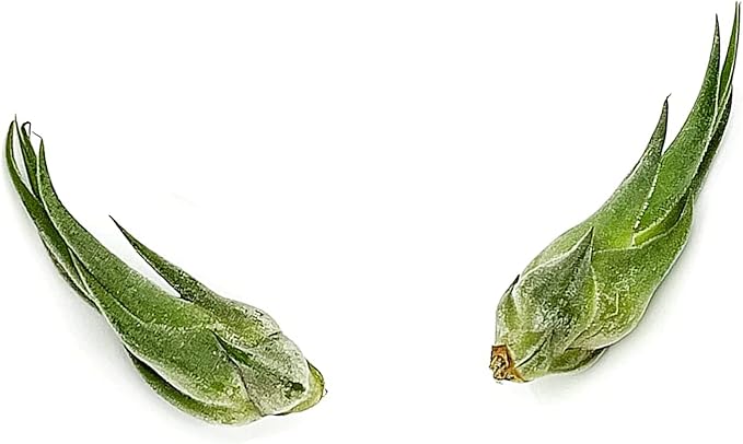 Air Plants - Tillandsia Seleriana, Large 4-6" - 2ct - Live Arrival Guaranteed - House Plants for Home Decor &amp; Gift