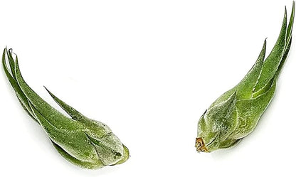 Air Plants - Tillandsia Seleriana, Large 4-6" - 2ct - Live Arrival Guaranteed - House Plants for Home Decor &amp; Gift