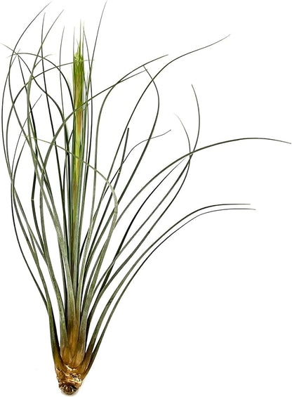 Air Plants - Tillandsia Juncea, Jumbo 8-12" - 2ct - Live Arrival Guaranteed - House Plants for Home Decor &amp; Gift