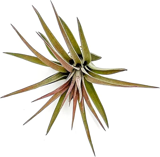 Air Plants - Tillandsia Brachycaulos Abdita, Large 4-6" - 2 ct - Live Arrival Guaranteed - House Plants for Home Decor &amp; Gift