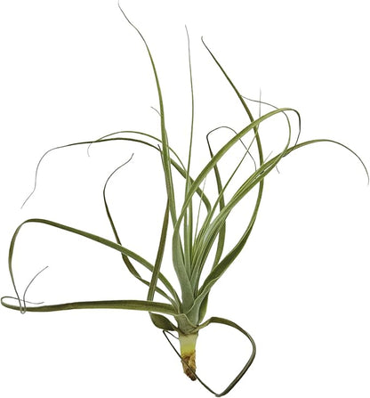 Air Plants - Tillandsia Straminea Jumbo 6-9" - 3ct - Live Arrival Guaranteed - House Plants for Home Decor &amp; Gift