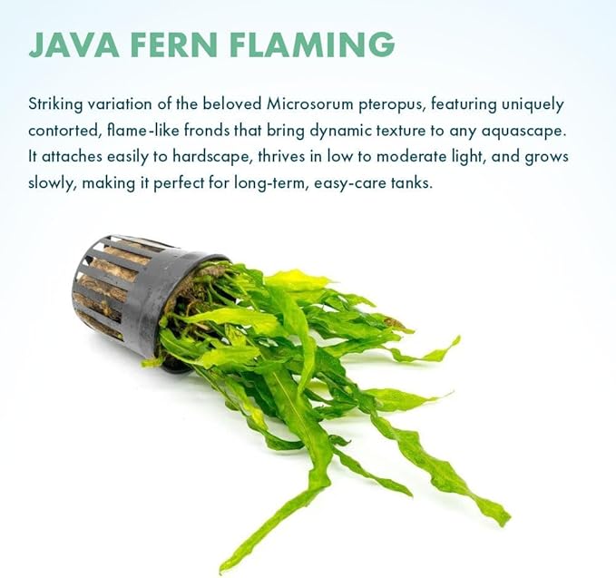 Live Plants - Java Fern ‘Flaming’ (Microsorum pteropus &